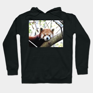 Red Panda Hoodie